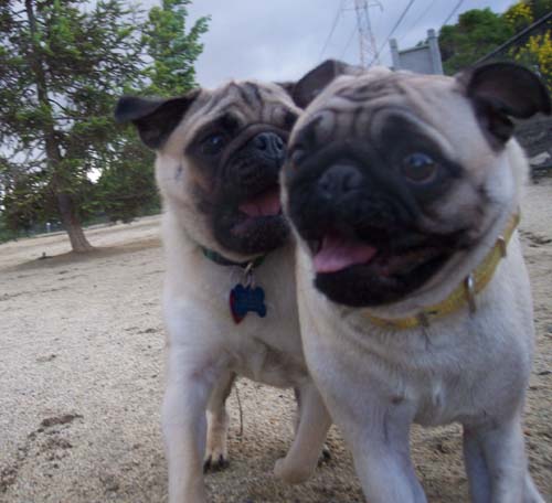 Sheba and Roy smiling