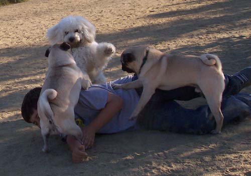 Peep and Pups playing in the clean dirt
