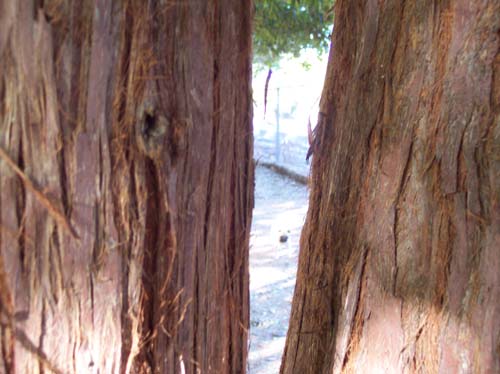 Mythical Pug Puppy as seen through the trees