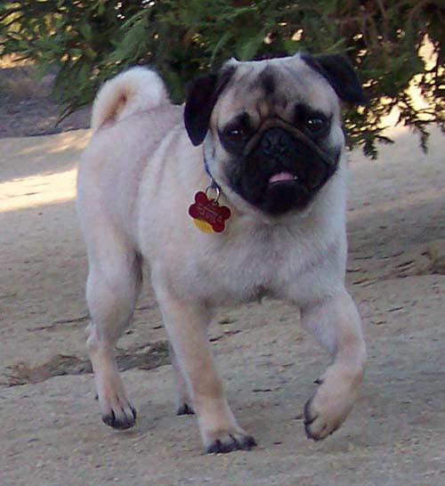 Marching Pug Pugsy