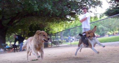 Daisy and the Flying Pup