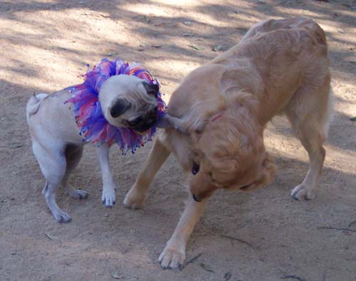 pretending we were wrestlers