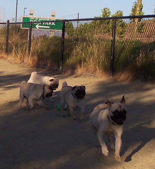 Sheba, Roy, Nicky and Loki playing chase the bottle