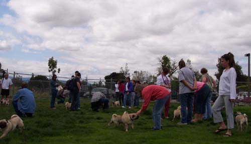 Santa Clara County Meetup Peeps and Pugs