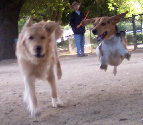 Daisy and the Flying Pup up close