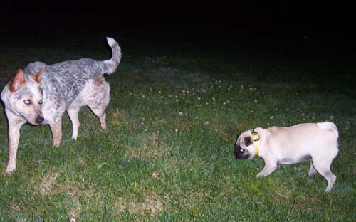 Sheba Meets the Wolf