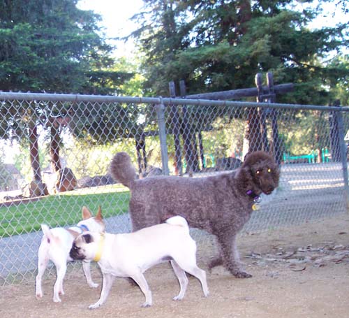 Camille, Leo and Sheba walking in a circle