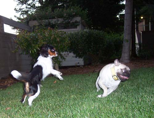 Charlie jumping at Sheba