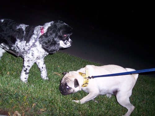 Sheba late night walk and meeting friend