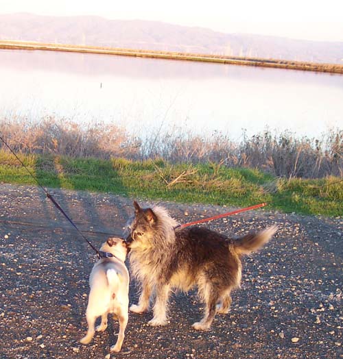 Sheba and Kewl Looking Pup