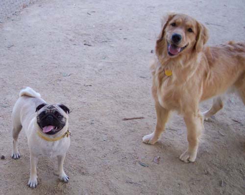 Daisy and Sheba smiling