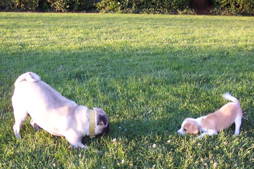 Sheba and Kaya in a puppy face off