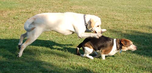 Atlas pounces on Chesapeake