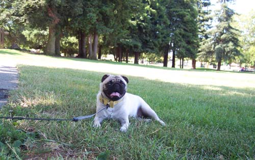Sheba sitting in the shade