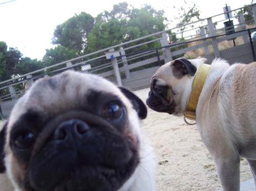 Roy talking to the camera