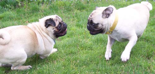 Roy and Sheba getting ready to chase