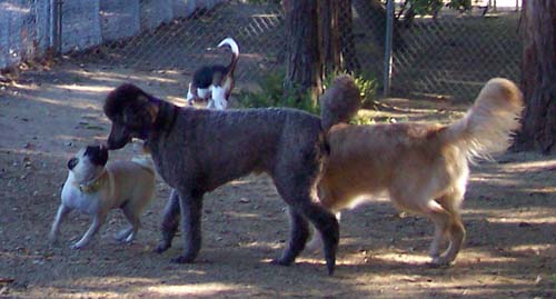 Sheba Kissing Camille