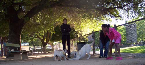 Atlas, Daisy and Sheba playing