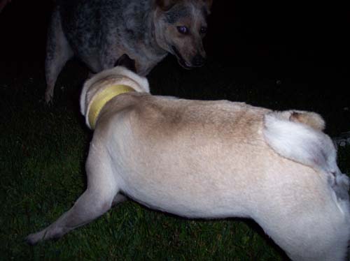 Sheba teases the Wolf