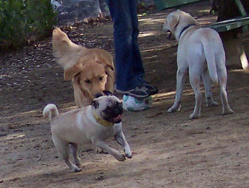 Daisy chasing Sheba... again