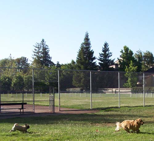 chasing in the grass