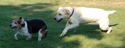 Atlas chases Chesapeake