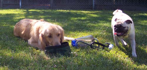 Sheba and Toby relaxing