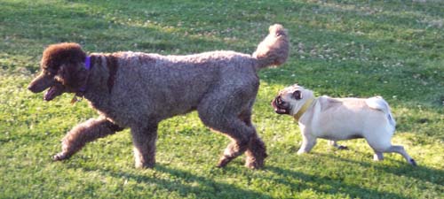 Camille and Sheba meeting for a day of fun