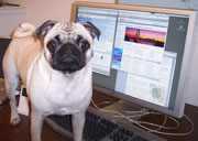 Little Sheba - the Happiest Puppy Dog in the World