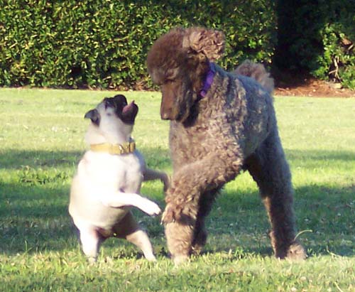 Camille and Sheba battling
