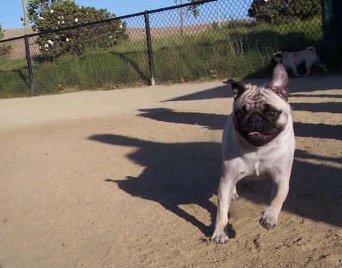 Happy Day Happy Sheba