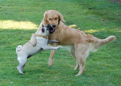 Daisy and Sheba hugging