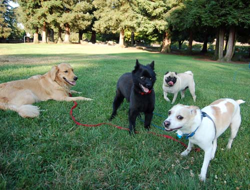 Buster, Daisy, Leo and Sheba