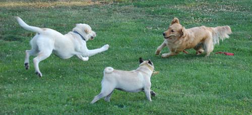 Atlas, Daisy and Sheba