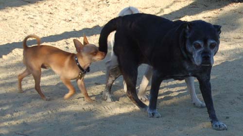 Dakota making the rounds