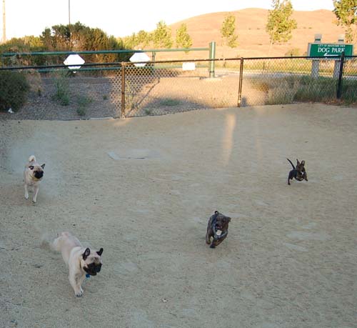 Roy and Sheba race the brothers