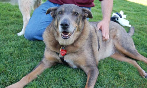 Daisy, Sheba and Gang - Week in Review