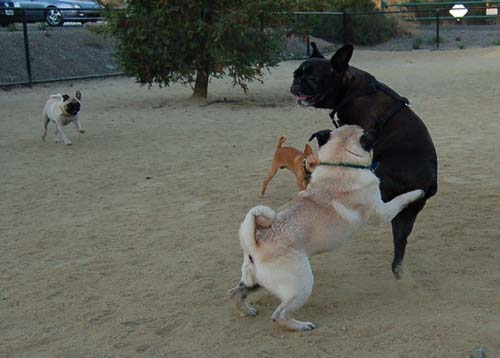 Friendly Pugs