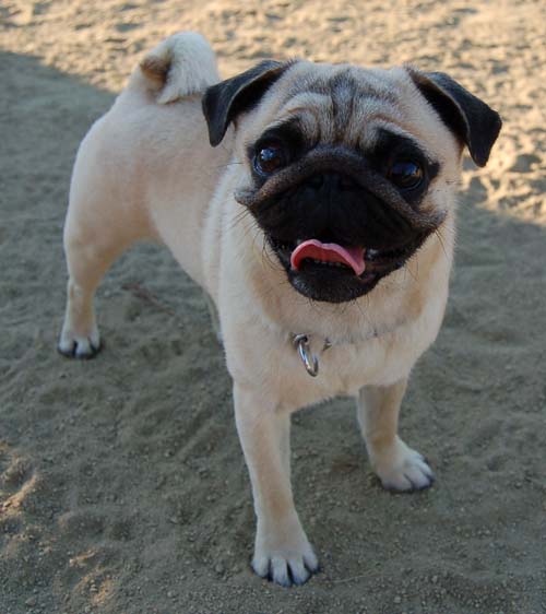 Friendly Pugs