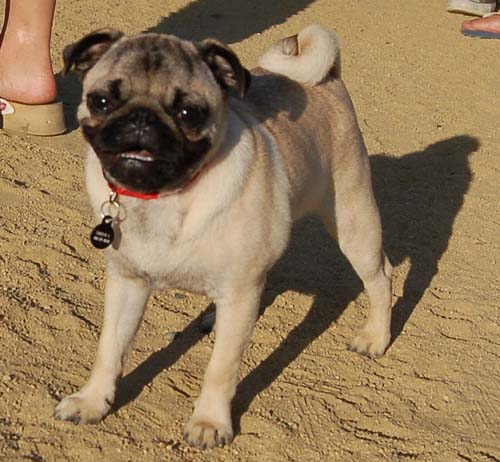 Hug Pug Sunday August 14 2005 - Week in Review