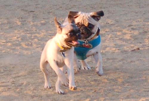 Hug Pug Sunday August 14 2005 - Week in Review