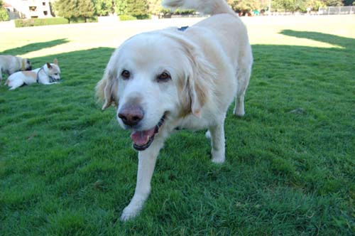 Daisy, Sheba and Gang - Week in Review