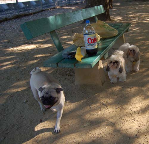 Daisy, Sheba and Gang - Week in Review