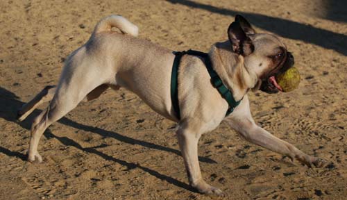 Hoagie bringing back the ball