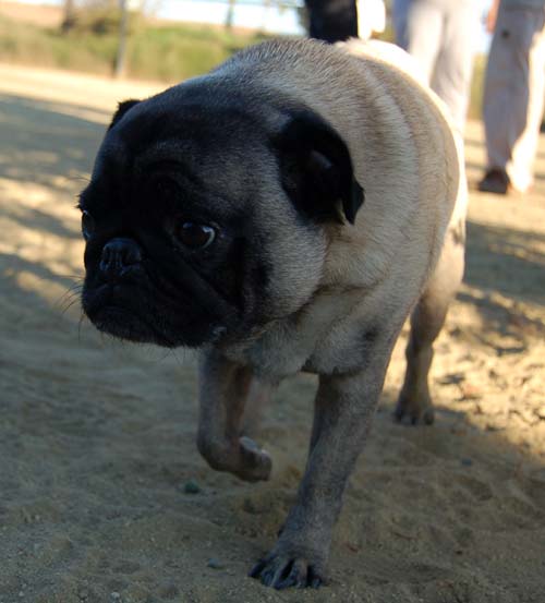 Friendly Pugs