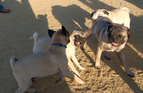 Hug Pug Sunday August 14 2005 - Week in Review