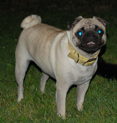 Sheba and Daisy Friday Fun