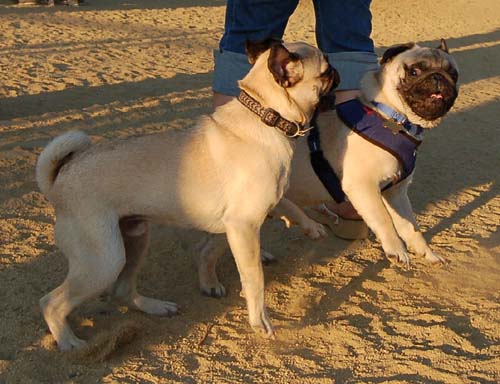 Hug Pug Sunday August 14 2005 - Week in Review