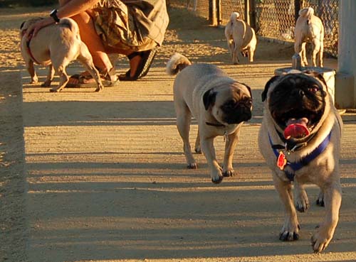 Hug Pug Sunday August 28, 2005