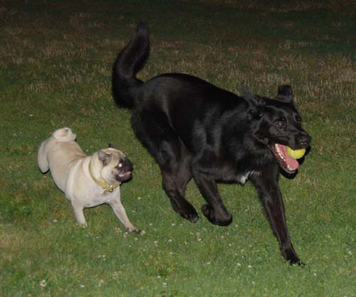 Sheba and Daisy Friday Fun